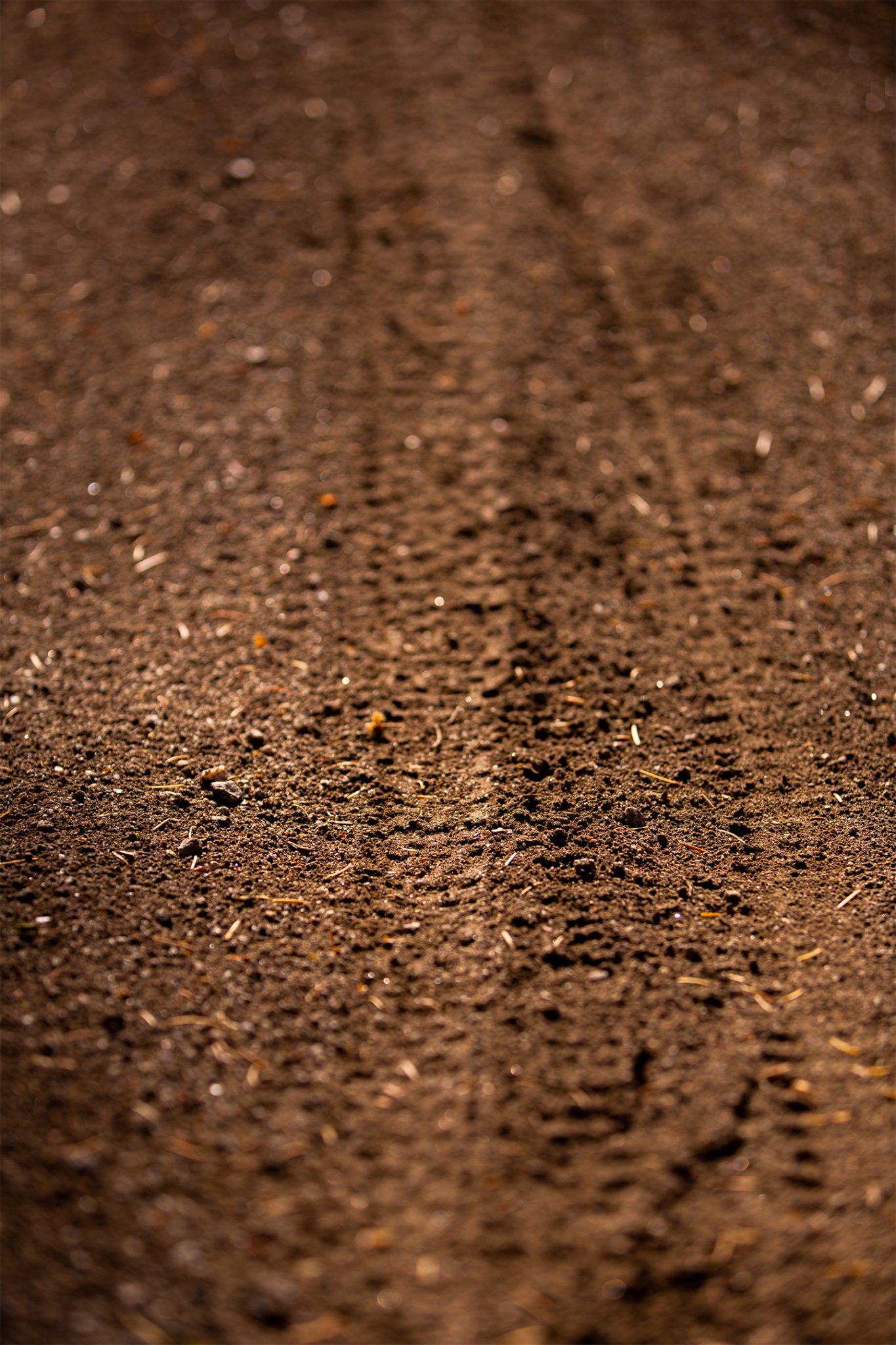 Summer Mountain Bike Rentals Bogus Basin