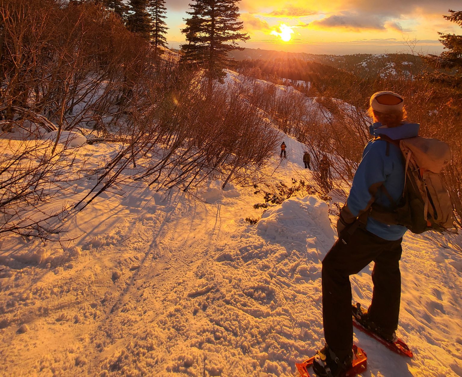 Themed Snowshoe Tours Winter Plant Identification & Adaptations Bogus Basin