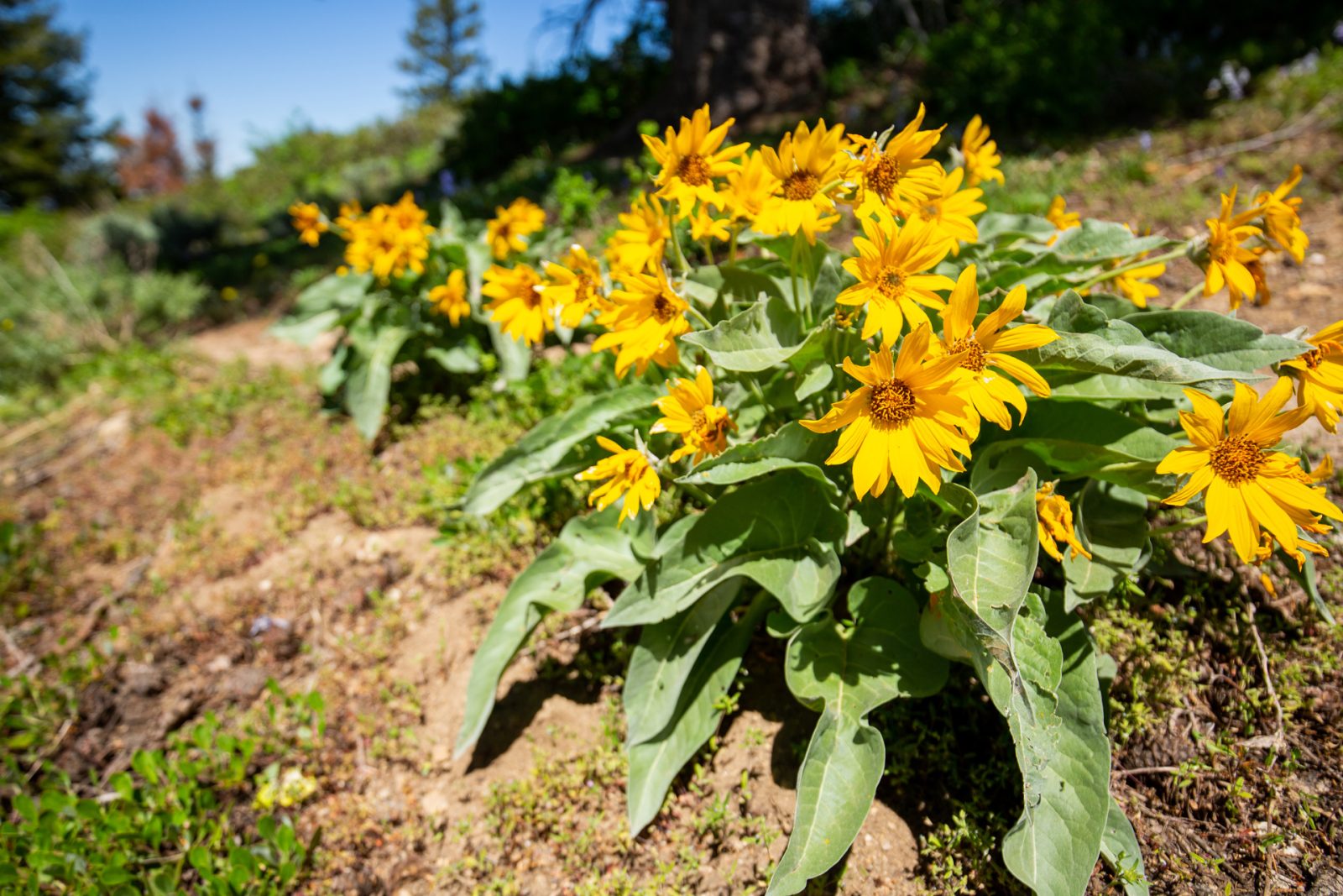 Yellow Wild Flowers At Bogus Basin Summer 2021 - Photo By Luke Tokunaga