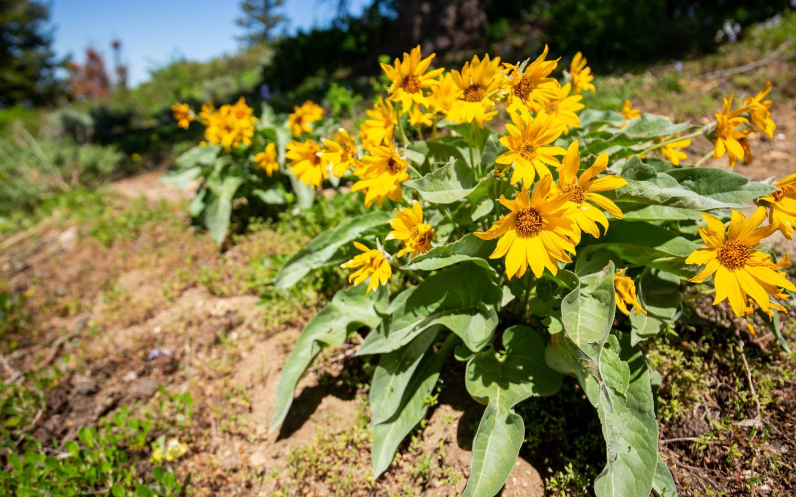 Yellow Wild Flowers At Bogus Basin Summer 2021 - Photo By Luke Tokunaga