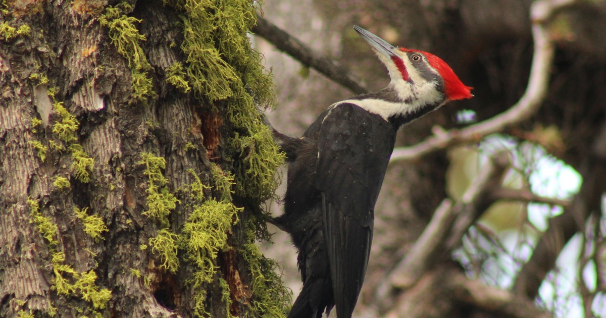 Pileated woodpecker on a Douglas-fir at Bogus Basin Mountain Recreation Area