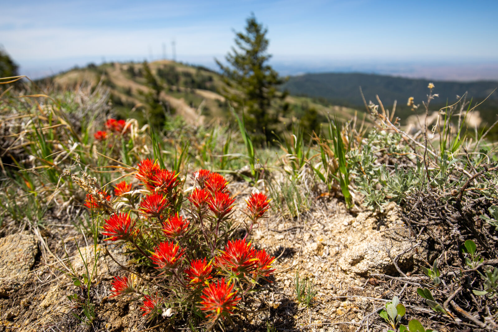 Red And Yellow Paintbrush Cluster With Deer Point And TowersIn The Background On A Sunny Day At Bogus Basin Mountain Recreation Area June 2021 Photo By Luke Tokunaga 5052x 3368