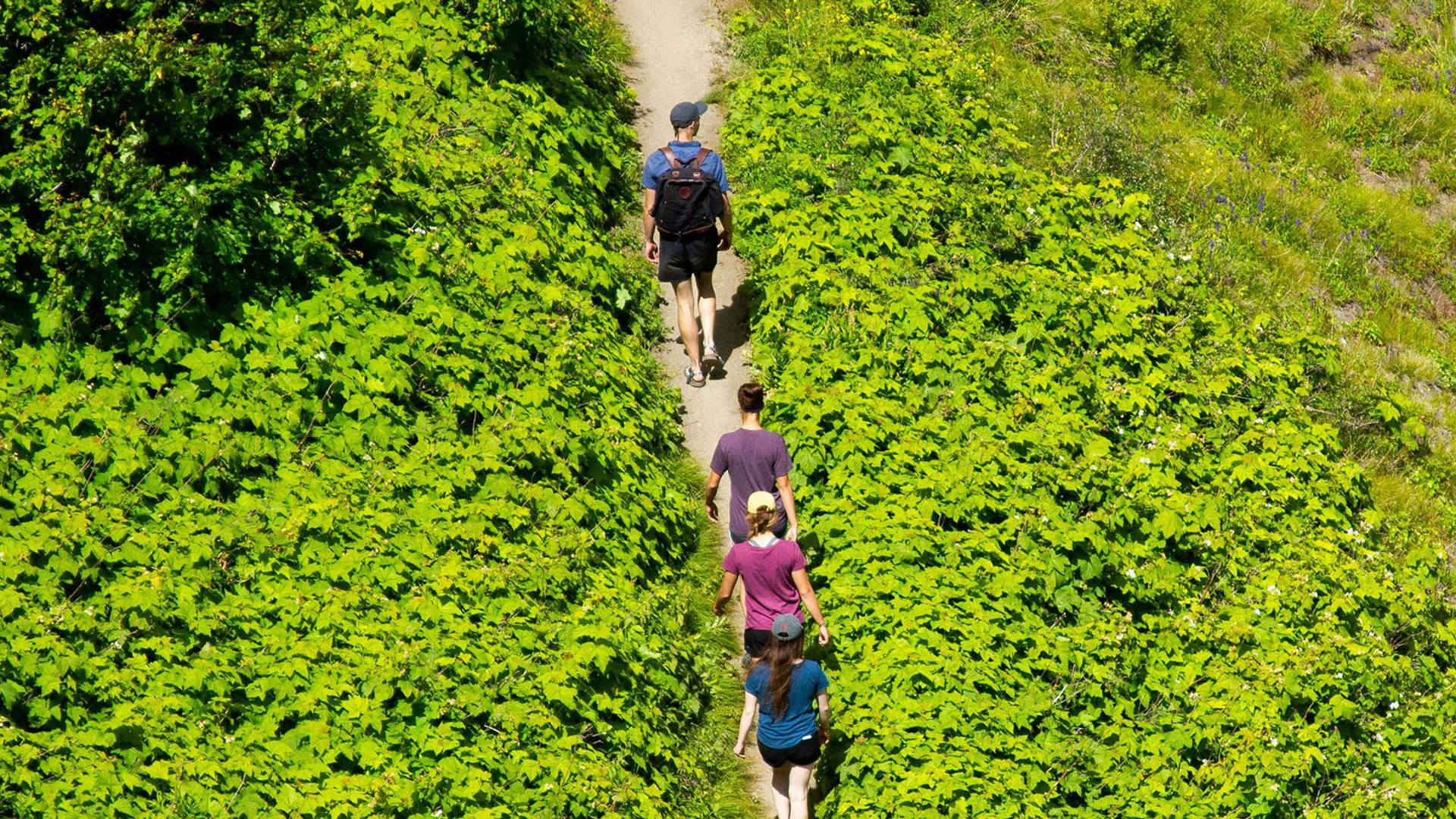 Overhead Shot Of A Group Of People Hiking On A Trail With Green Plants Surrounding Summer At Bogus Basin Mountain Recreation Area 1920px1080px