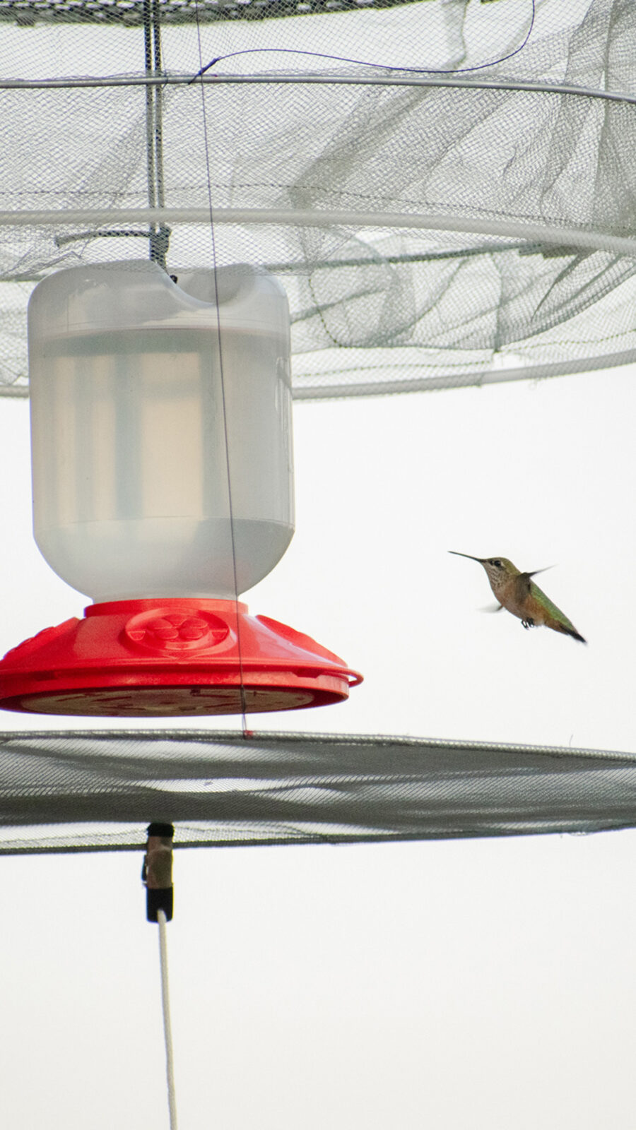 In Article Hummingbird in Netted Feeder During Intermountain Bird ObservatoryHummingbird Banding Event At Bogus Basin 07-2024 Photo By Nate Collins 1920px 1080px