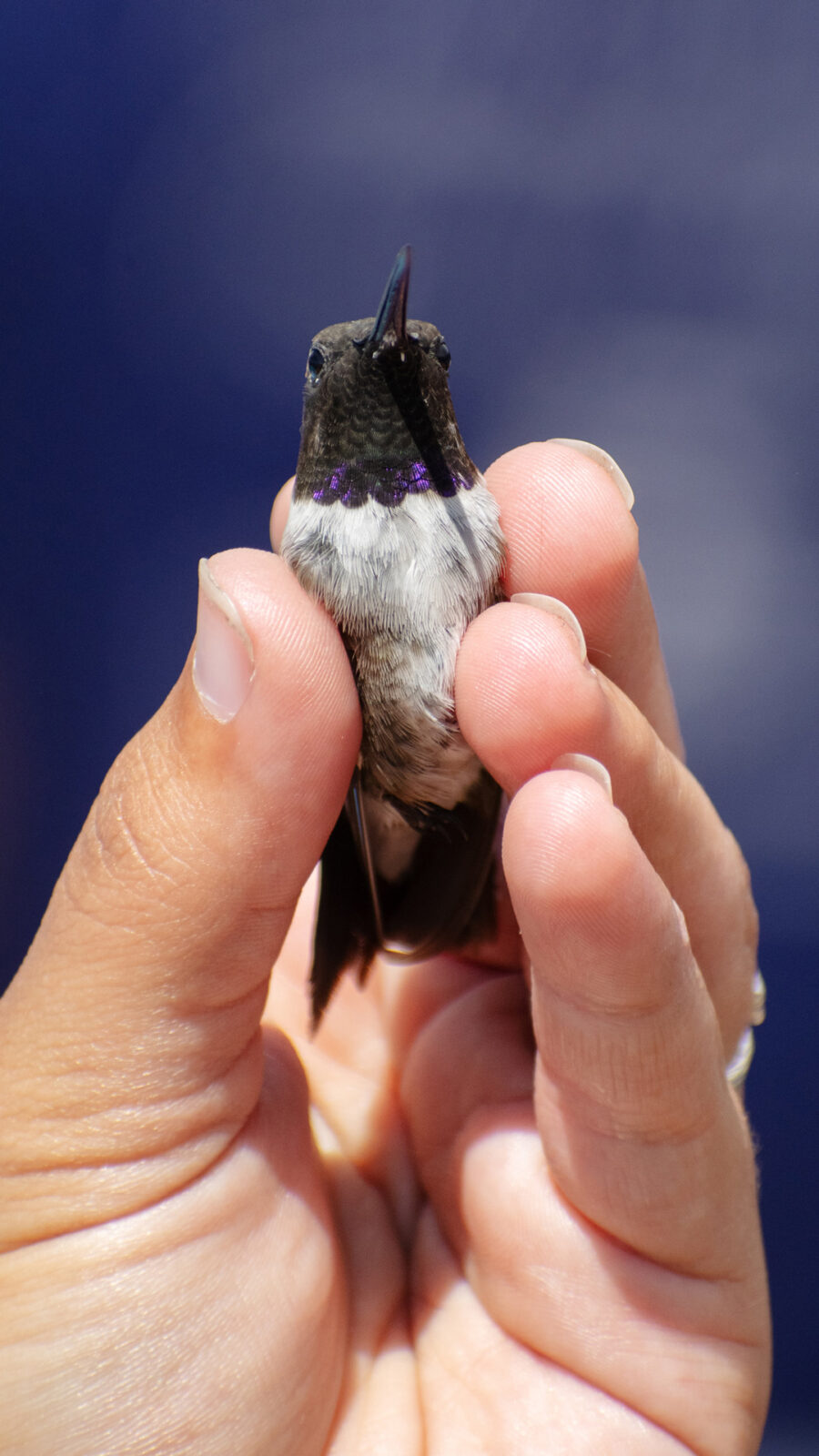 In Article Close Up Photo Of Hand Holding Hummingbird During Intermountain Bird Observatory Hummingbird Banding Event At Bogus Basin 07-2024 Photo By Nate Collins 1920px 1080px