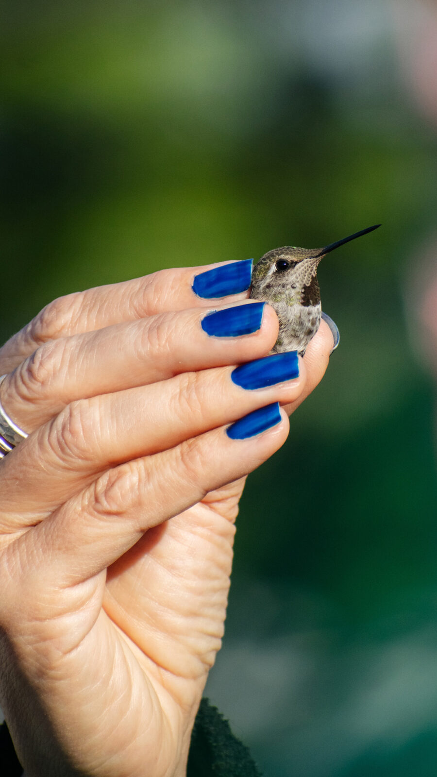 In Article Close Up Of Hand With Blue Nail Polish Holding Hummingbird DuringIntermountain Bird Observatory Hummingbird Banding Event At Bogus Basin 07- 2024 Photo By Nate Collins 1920px 1080px