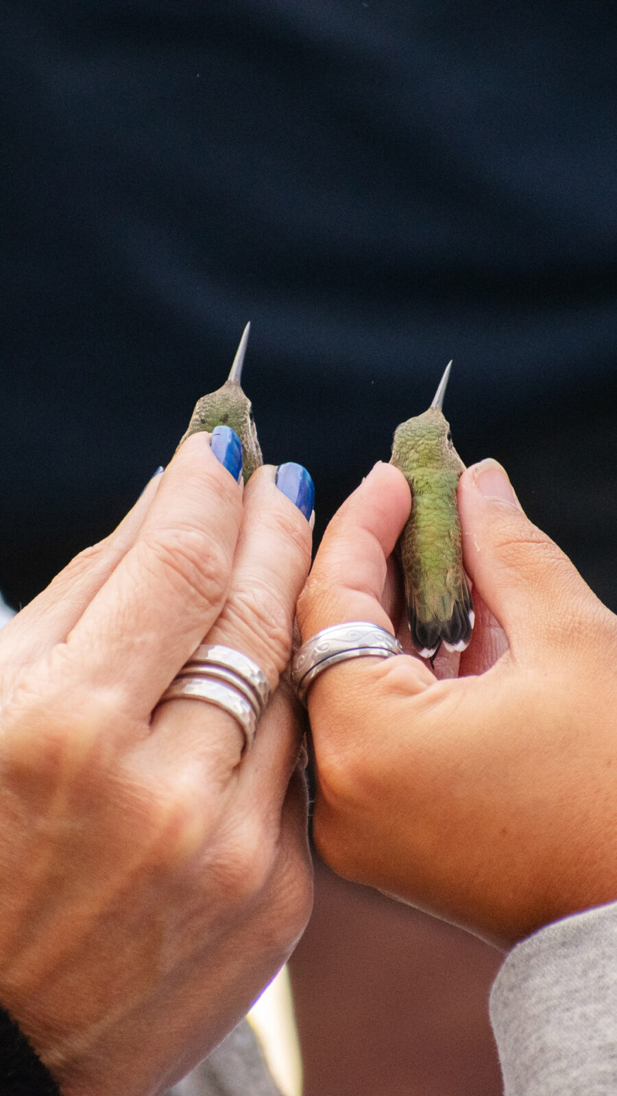 In Article Two Hummingbirds Being Held By Volunteers At Intermountain Bird Observatory Hummingbird Banding Event At Bogus Basin 07