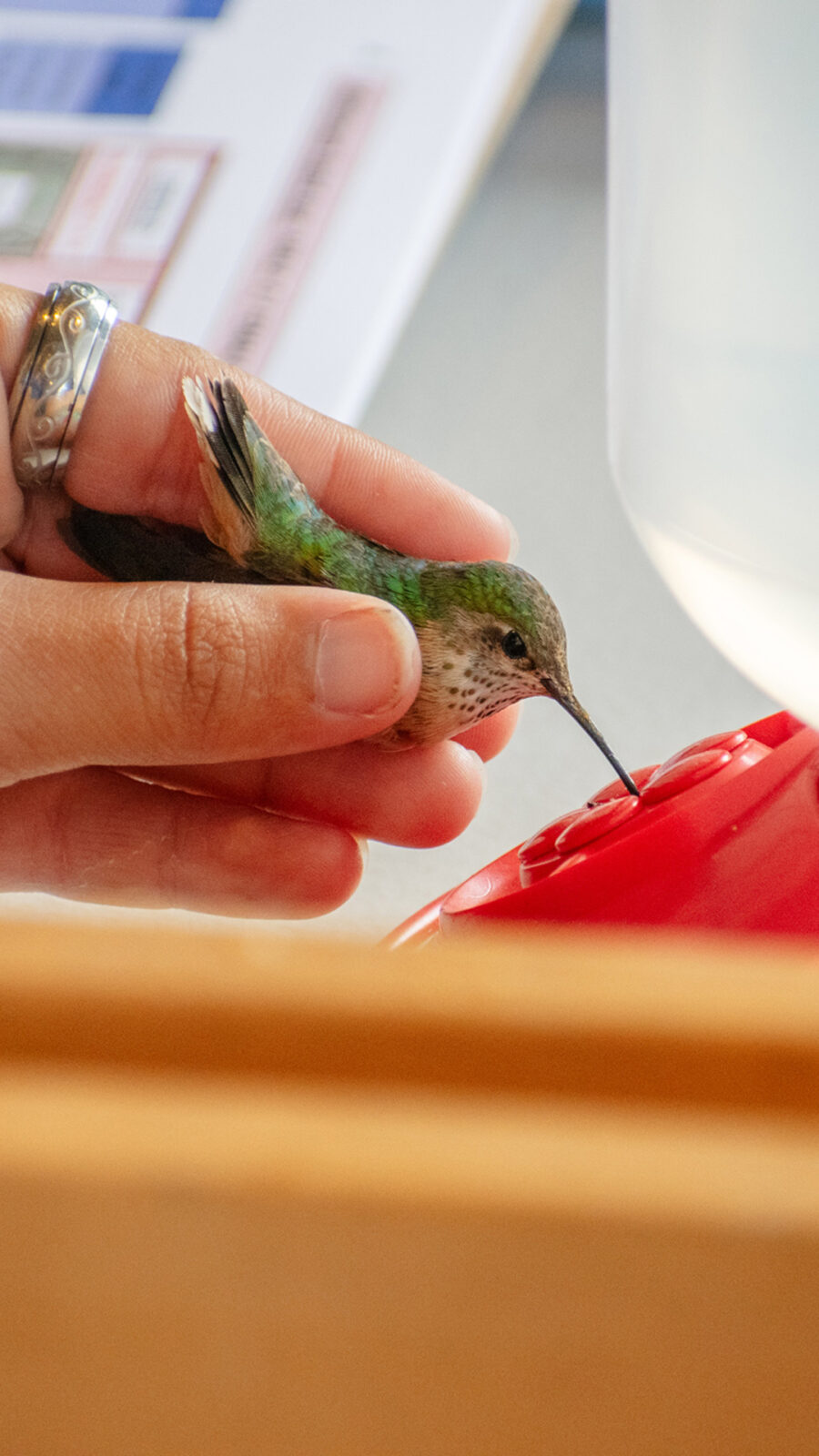 In Article Volunteer Holding Hummingbird To Feeder At Intermountain Bird Observatory Hummingbird Banding Event At Bogus Basin 07-2024 Photo By Nate Collins