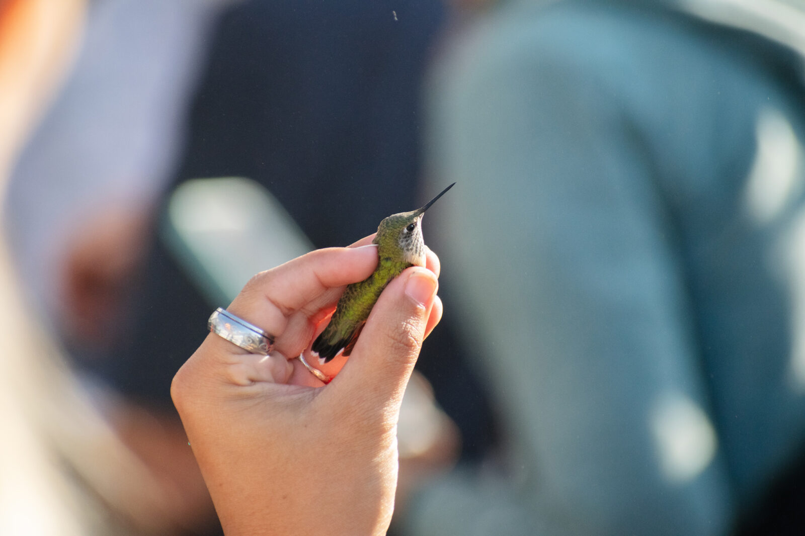 Volunteer With Rings Holding Hummingbird During Intermountain Bird Observatory Hummingbird Banding Event At Bogus Basin 07-2024 Photo By Nate Collins 2048x 1365