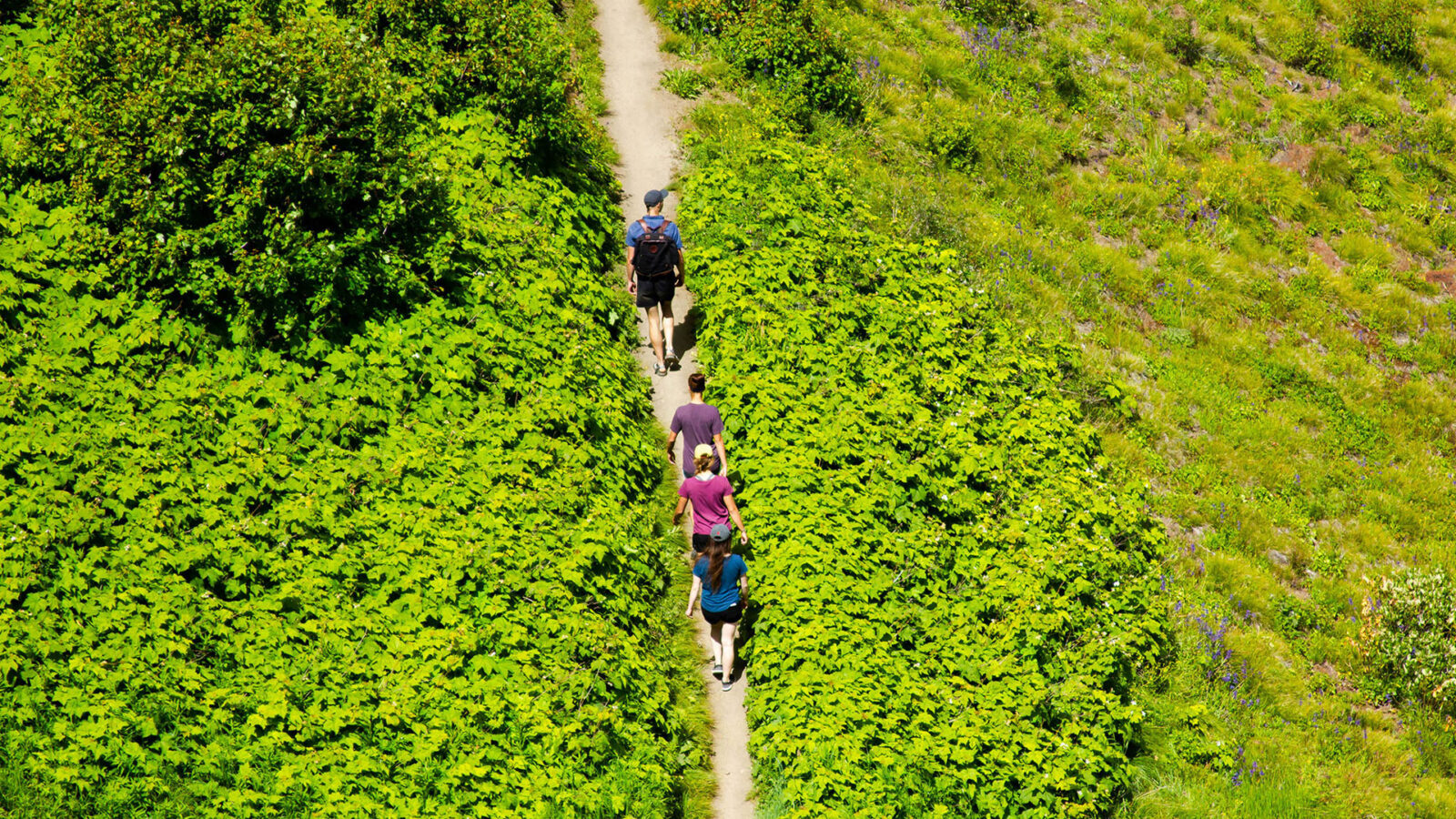 Overhead Shot Of A Group Of People Hiking On A Trail With Green Plants Surrounding Summer At Bogus Basin Mountain Recreation Area 1920px1080px