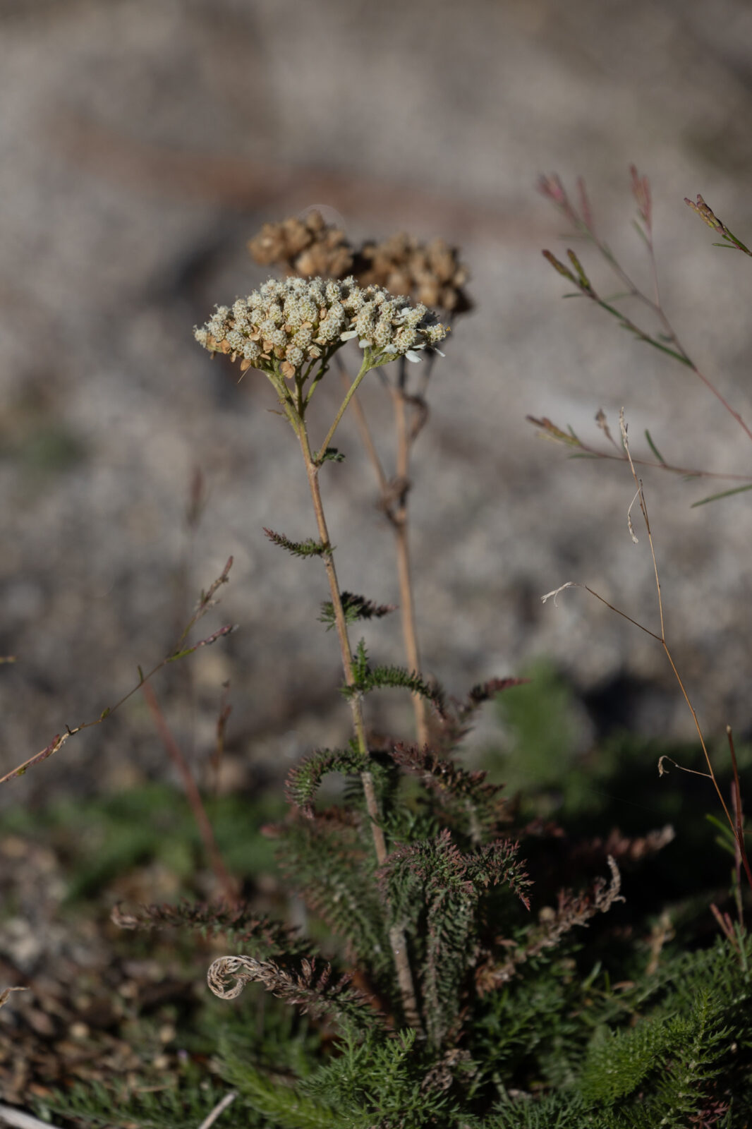 Close Up Yarrow Flower Native Plant At Bogus Basin Photo At bogus Basin 1365x 2048