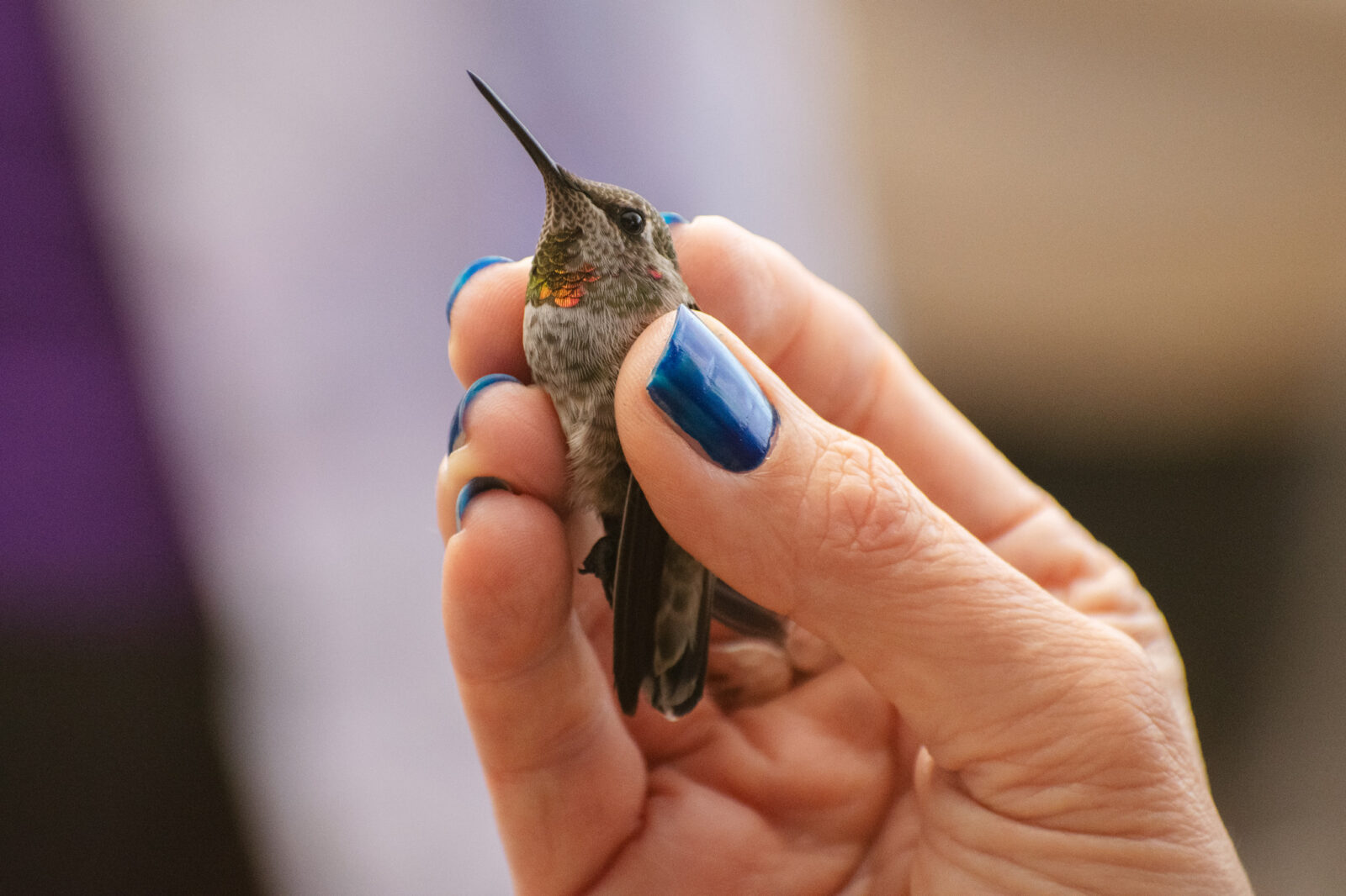 
Female Holding Hummingbird Close Up During Intermountain Bird Observatory Hummingbird Banding Event At Bogus Basin 07-2024 Photo By Nate Collins 2048x 1365.jpg