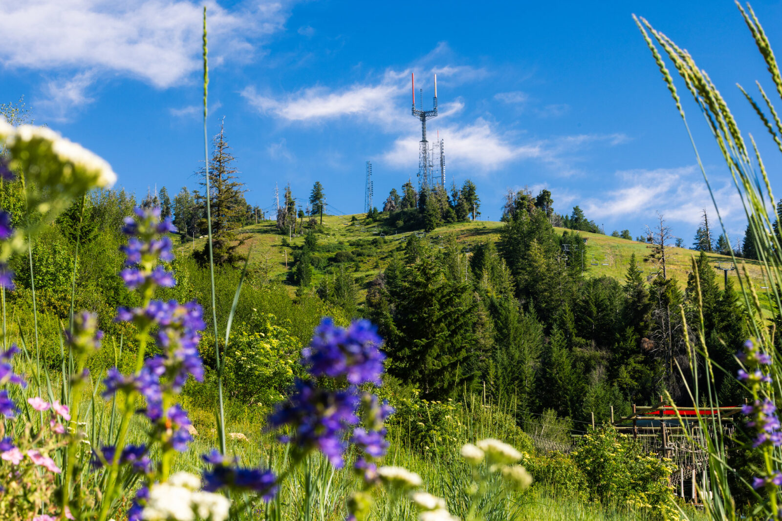 Bogus Basin Covered In Greenery With Towers And Native Plants In Fore Ground Summer 2026 At Bogus Basin  07/20/26 Photo By Cassidy Carter